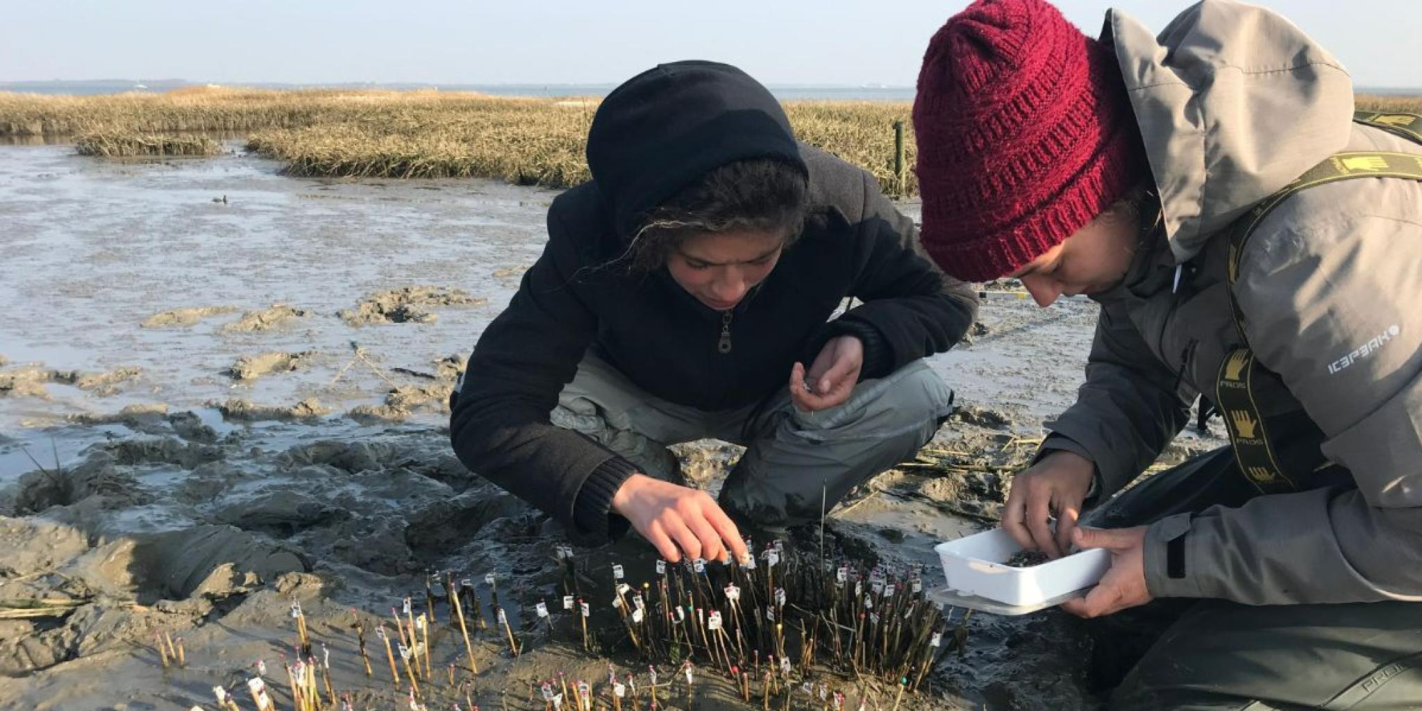 Twee mensen markeren de posities van een cordgrassplant om hun coördinaten in kaart te brengen (foto: Valérie Reijers)