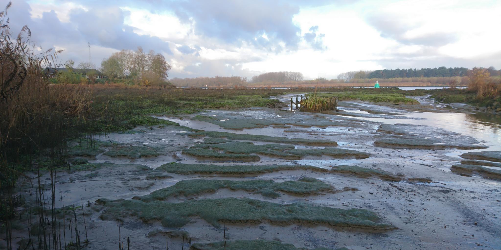 Een modderig getijdenmoeras met groene vegetatievlekken en kleine waterkanaaltjes zichtbaar bij laagwater onder een bewolkte lucht.