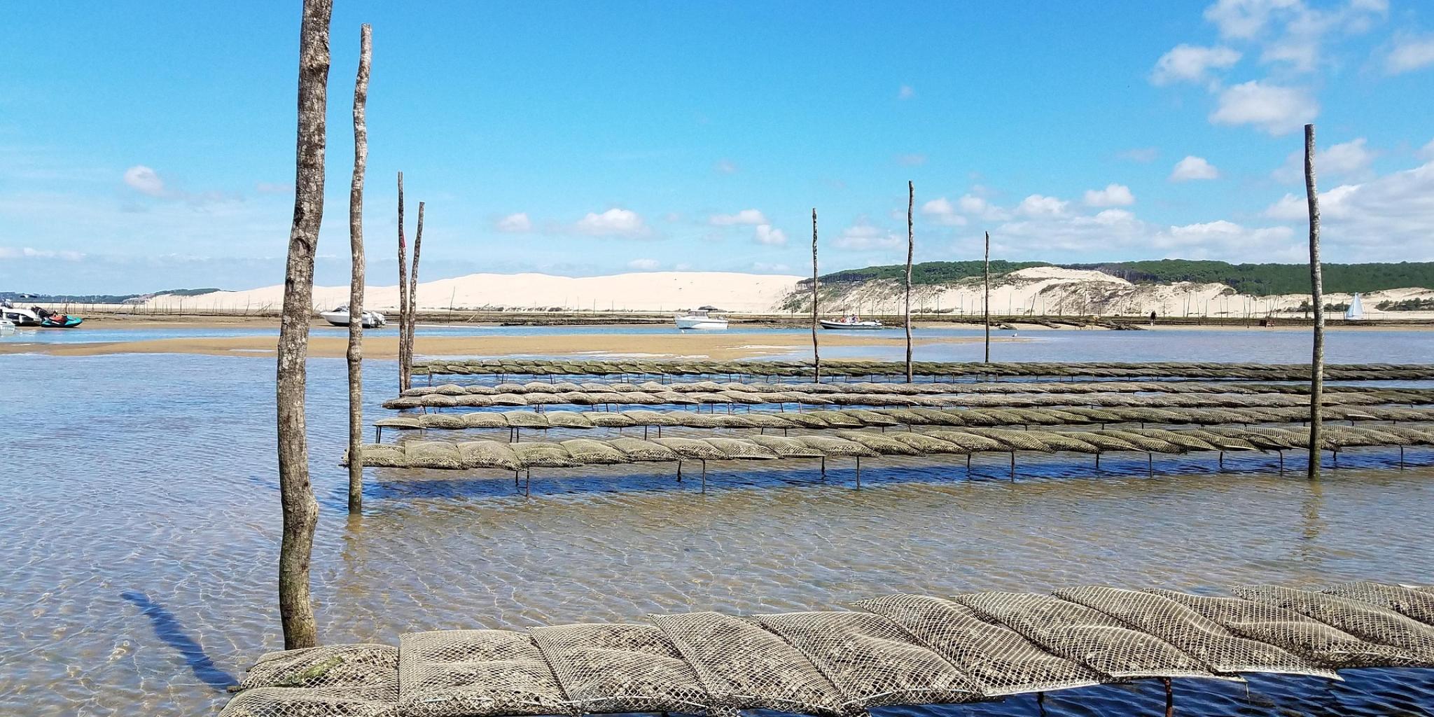 oesterkweek in ondiep water