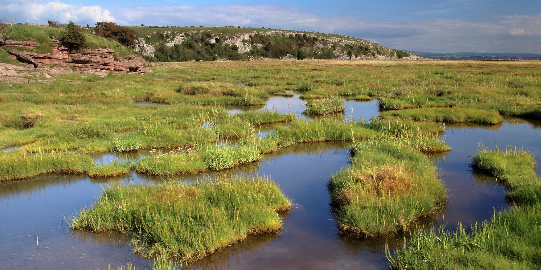 zout getijdenmoeras met gras