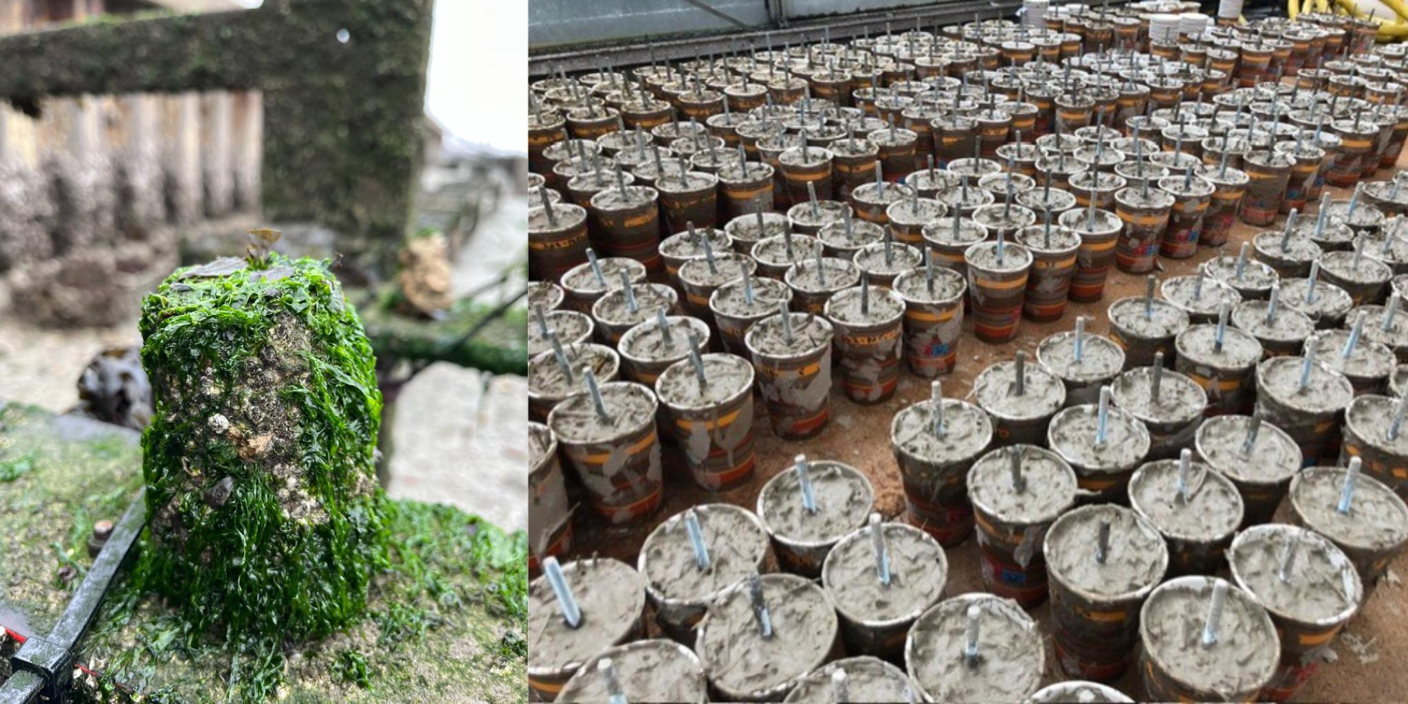 A cube of Xiriton filled with life and coffee cups in which the cubes are made