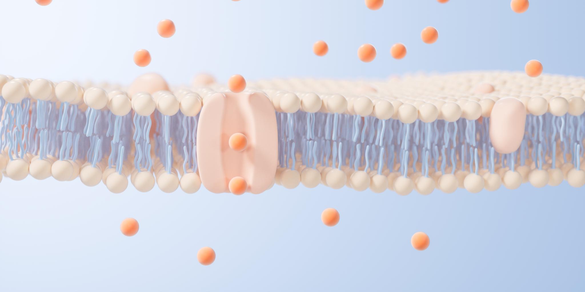 Lipid membrane. (photo shutterstock)