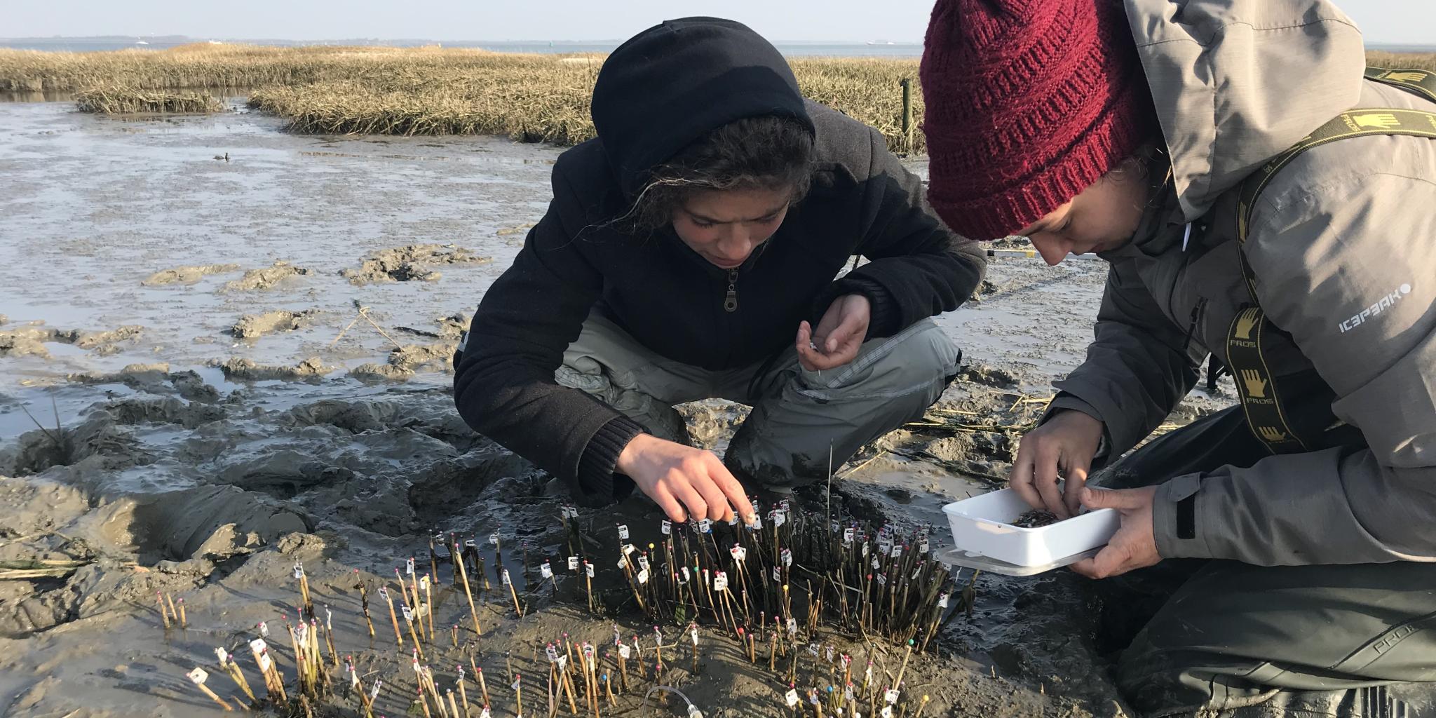 Twee jonge vrouwen knielend op het wad, terwijl ze zeegras planten in een klein frame