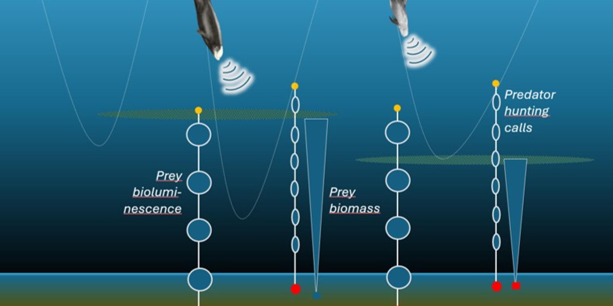 Schematisch beeld van walvis-kliks
