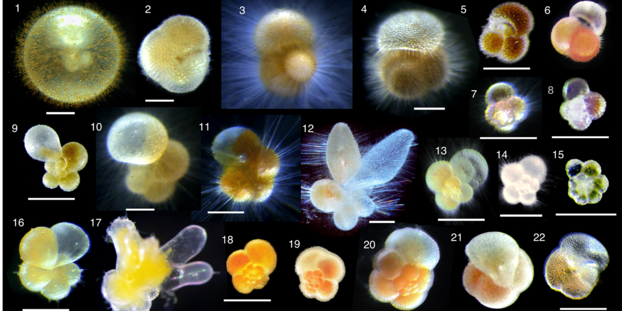 Magnification of many different foraminifera