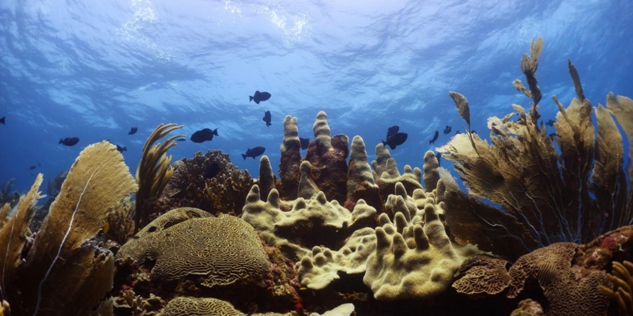 Underwater view of a vibrant coral reef with large brain corals, branching soft corals, and pale, tower-shaped hard corals in the foreground. Several small dark fish swim above the reef, silhouetted against the bright blue water and sunlit surface.