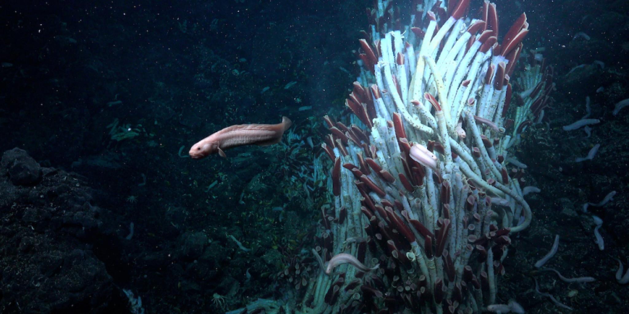 An Eelpout ventures past some Tubeworms