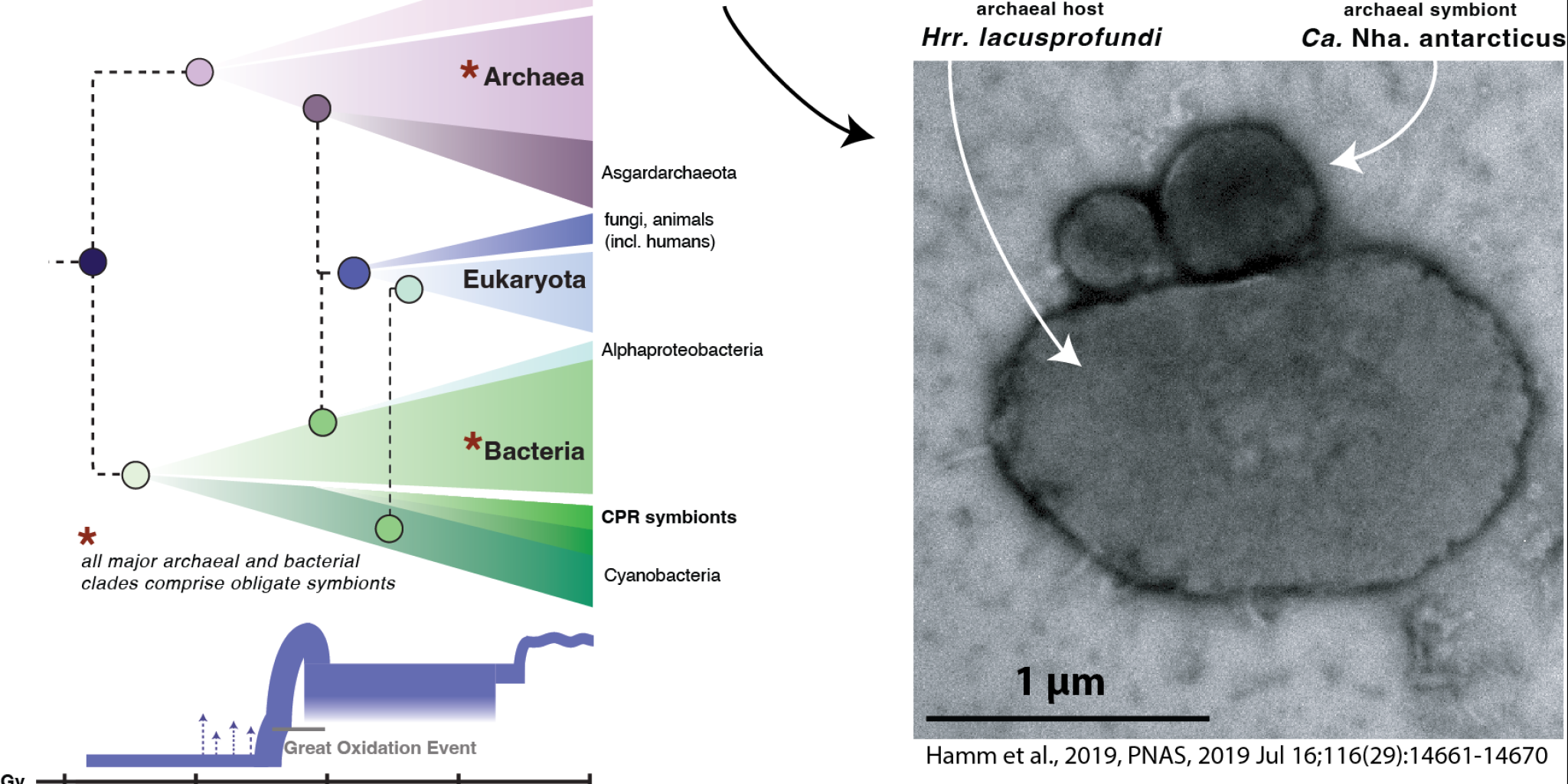 Links de stamboom ban het leven, rechts een microscoop-beeld van eencellige symbionten
