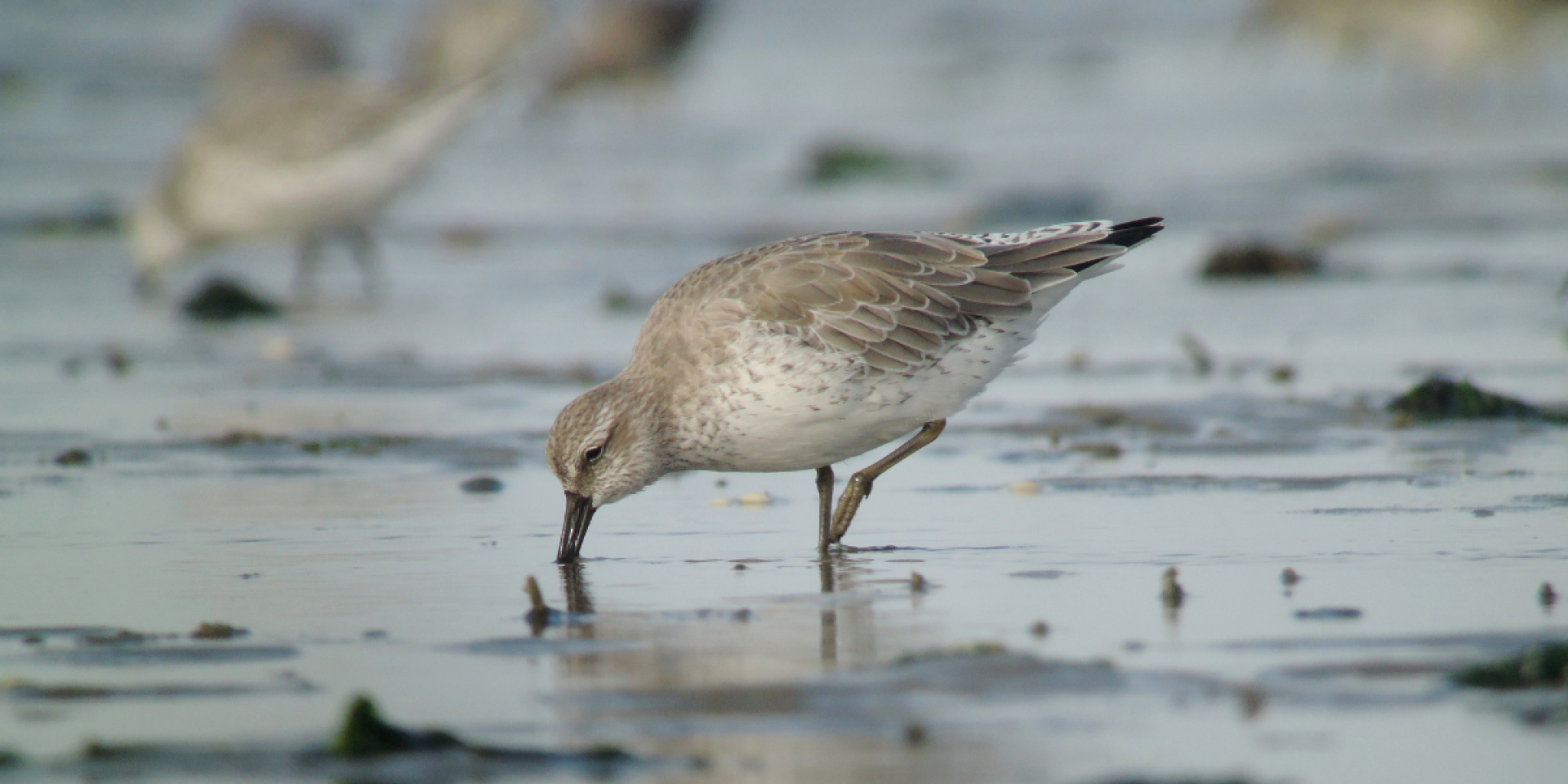 Een kleine scholekster zoekt voedsel op het natte wad en tast met zijn snavel het water af op zoek naar voedsel.