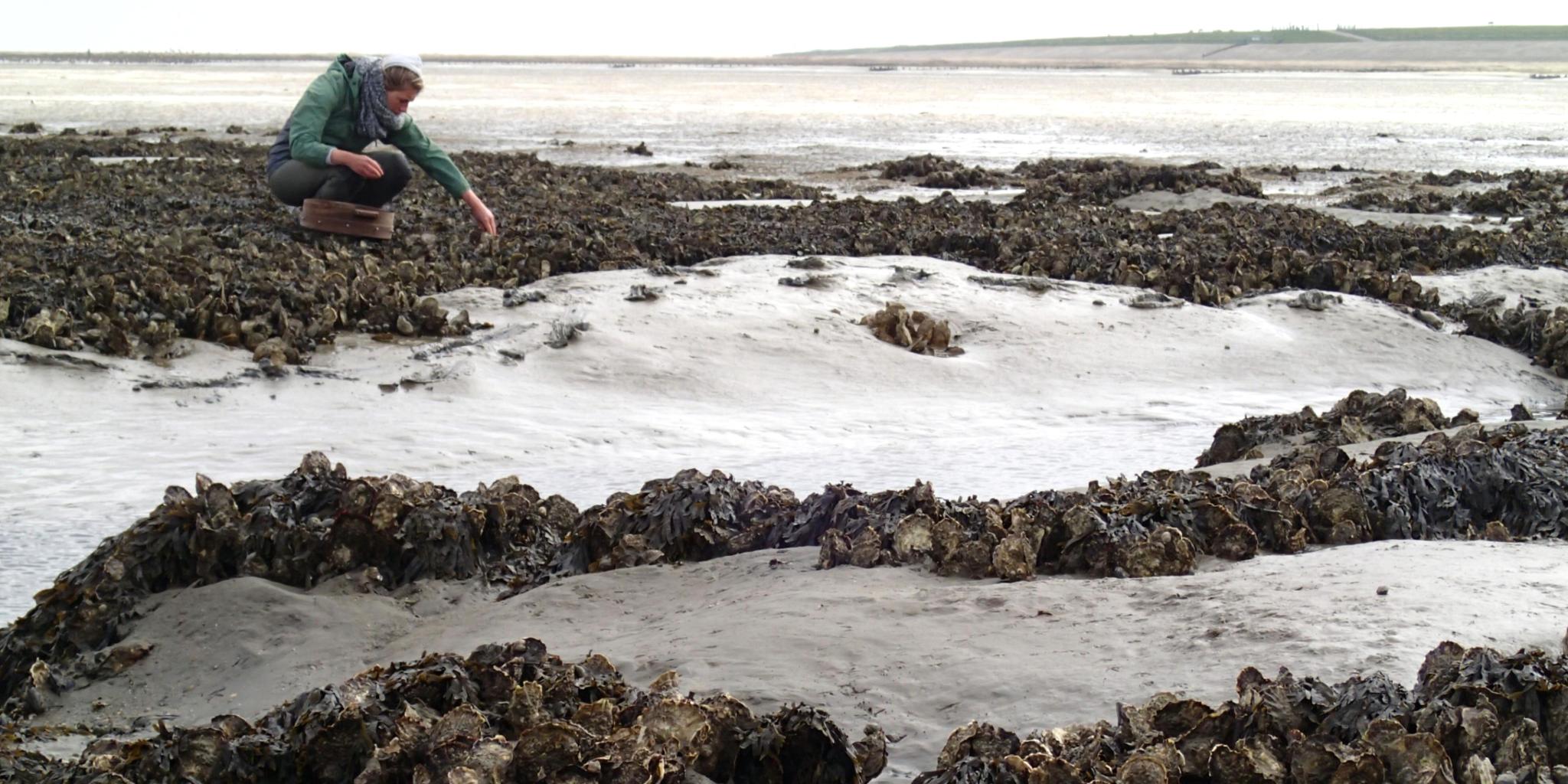 A woman kneeling down to examine oysters on an oyster bank