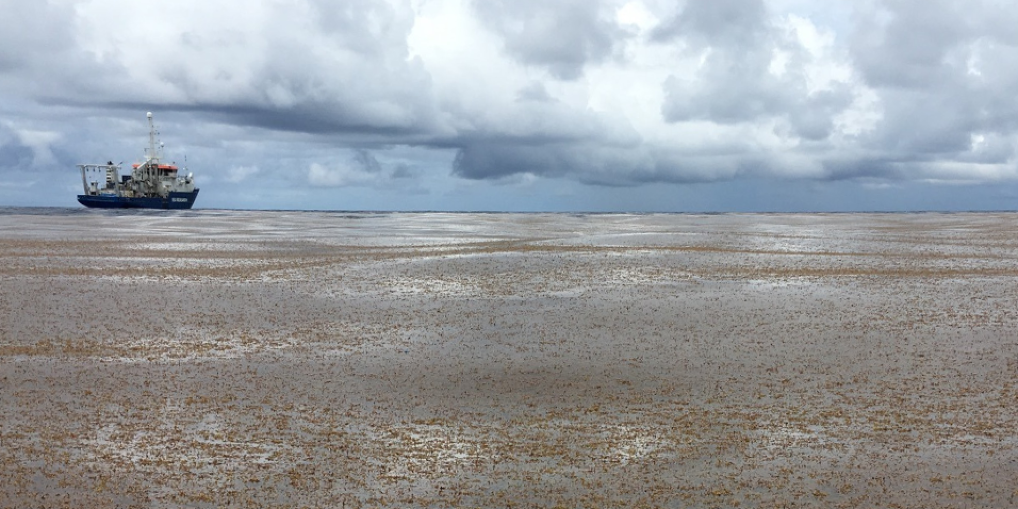 Een groot drijvend veld van sargassum in de Atlantische Oceaan, met op de achtergrond het onderzoeksschip RV Pelagia onder donkere wolken.