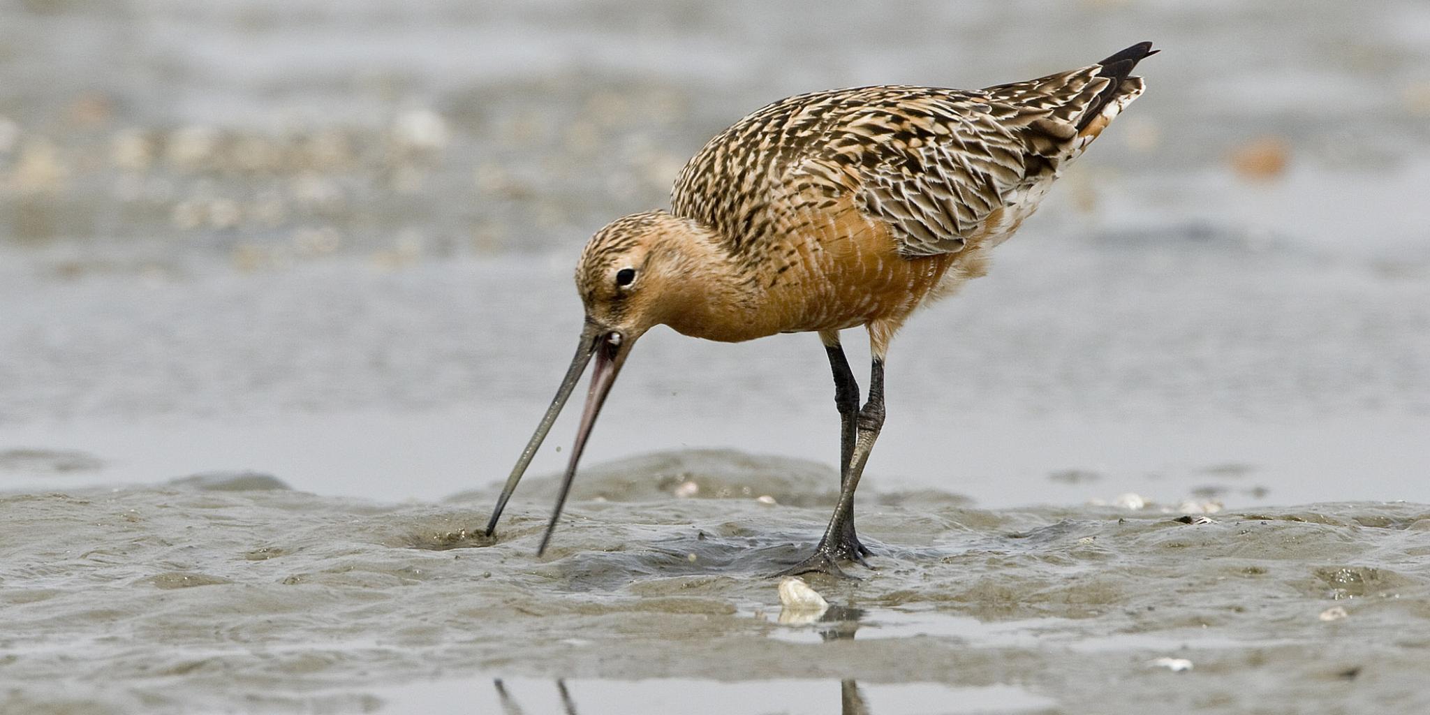 A bar-tailed godwit foraging on the mudflats near Balgzand. This spring, researchers observed the birds consuming remarkable quantities of mud shrimps instead of their usual worm diet.