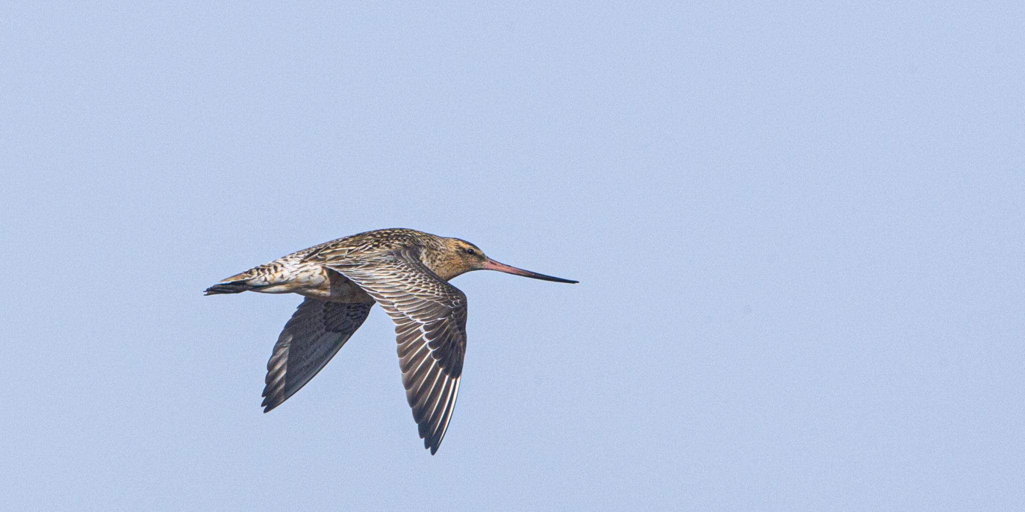 Een grutto die boven de Waddenzee vliegt. Deze trekvogels leggen duizenden kilometers af tussen hun overwinteringsgebieden in Afrika en hun broedgebieden in Siberië.