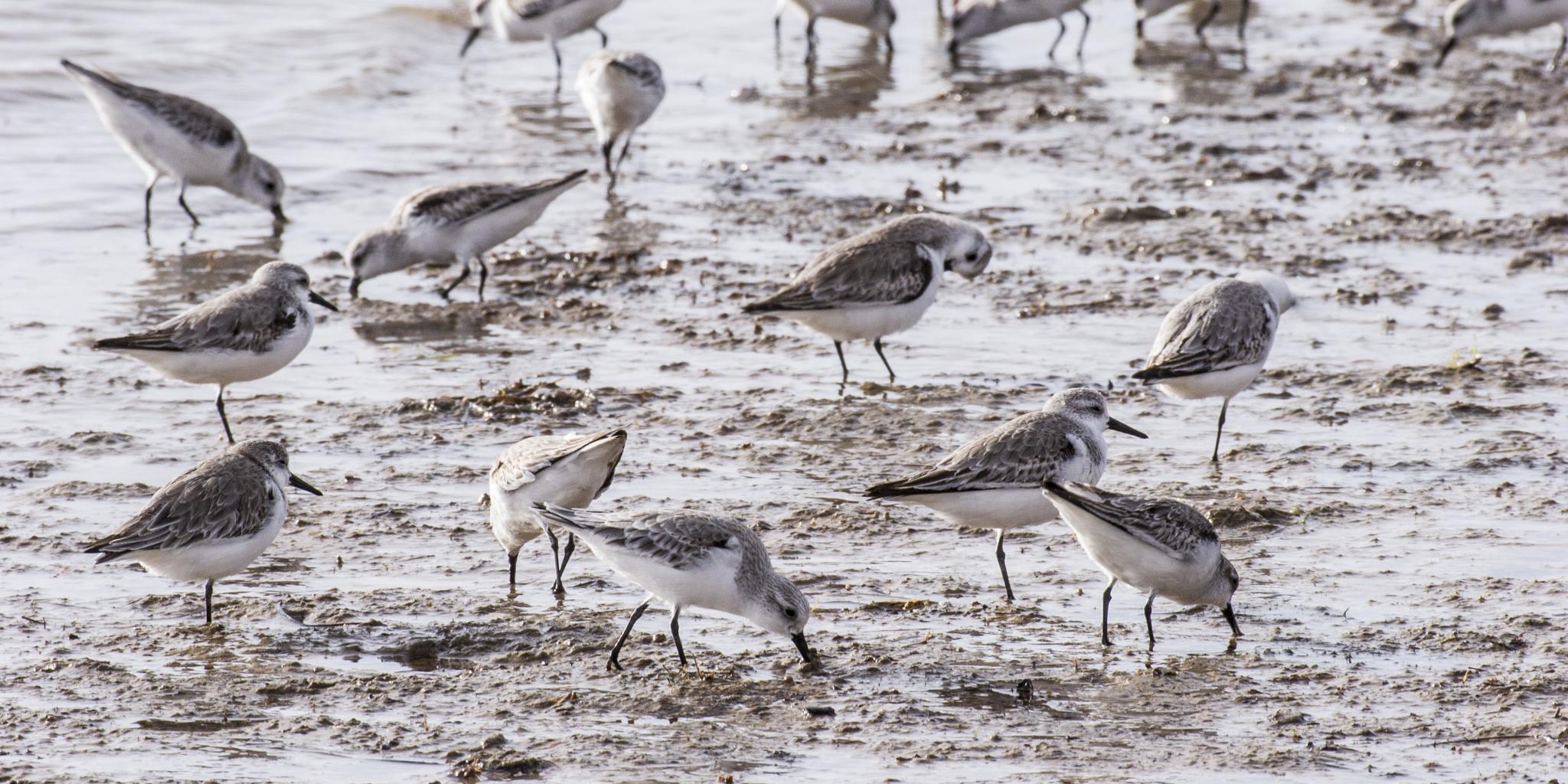 Een groepje drieteenstrandlopers, kleine grijze en witte vogeltjes, op het wad, die met hun snavel in de modder porren op zoek naar voedsel.