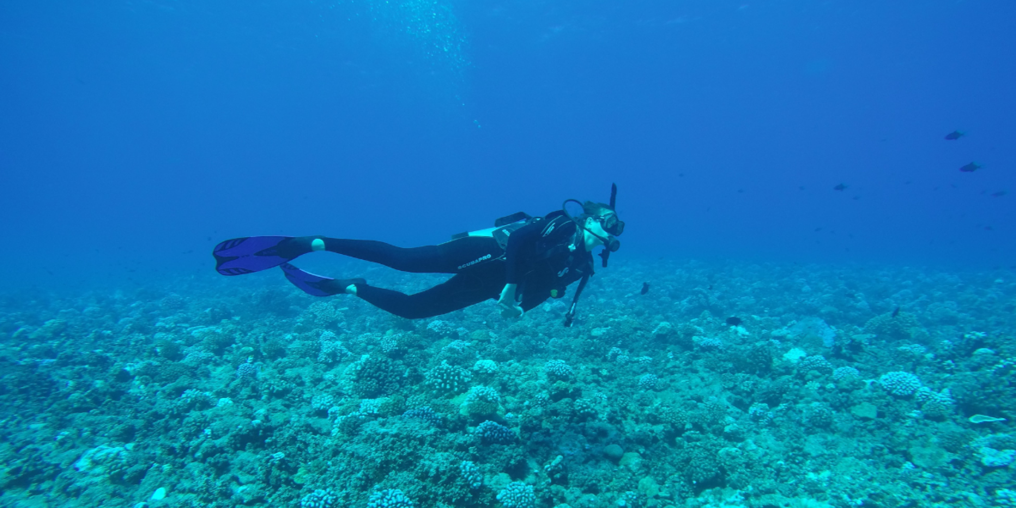 Marine researcher Milou Arts scuba dives above a healthy coral reef at Tikehau Atoll in French Polynesia. She swims over a diverse coral landscape while observing the reef in the clear blue water.