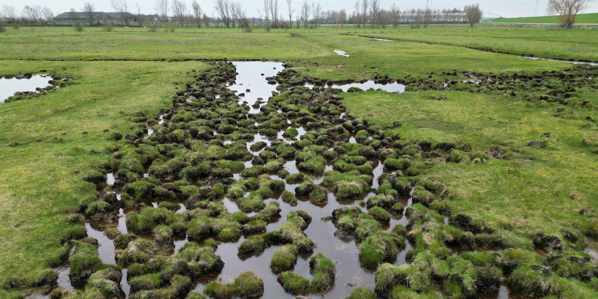 A saline meadow where plants grow on raised mounds, separated by lower, largely unvegetated hollows. 