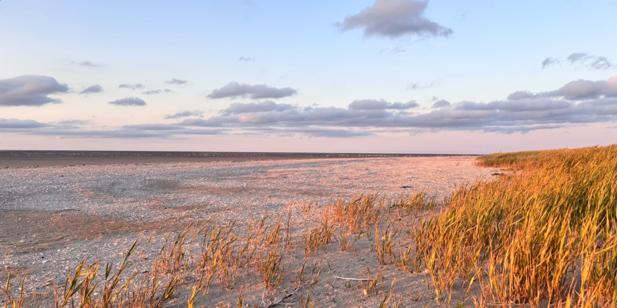 Uitgestrekt strand op Griend met goudkleurig helmgras in het warme avondlicht en wolken boven de horizon.