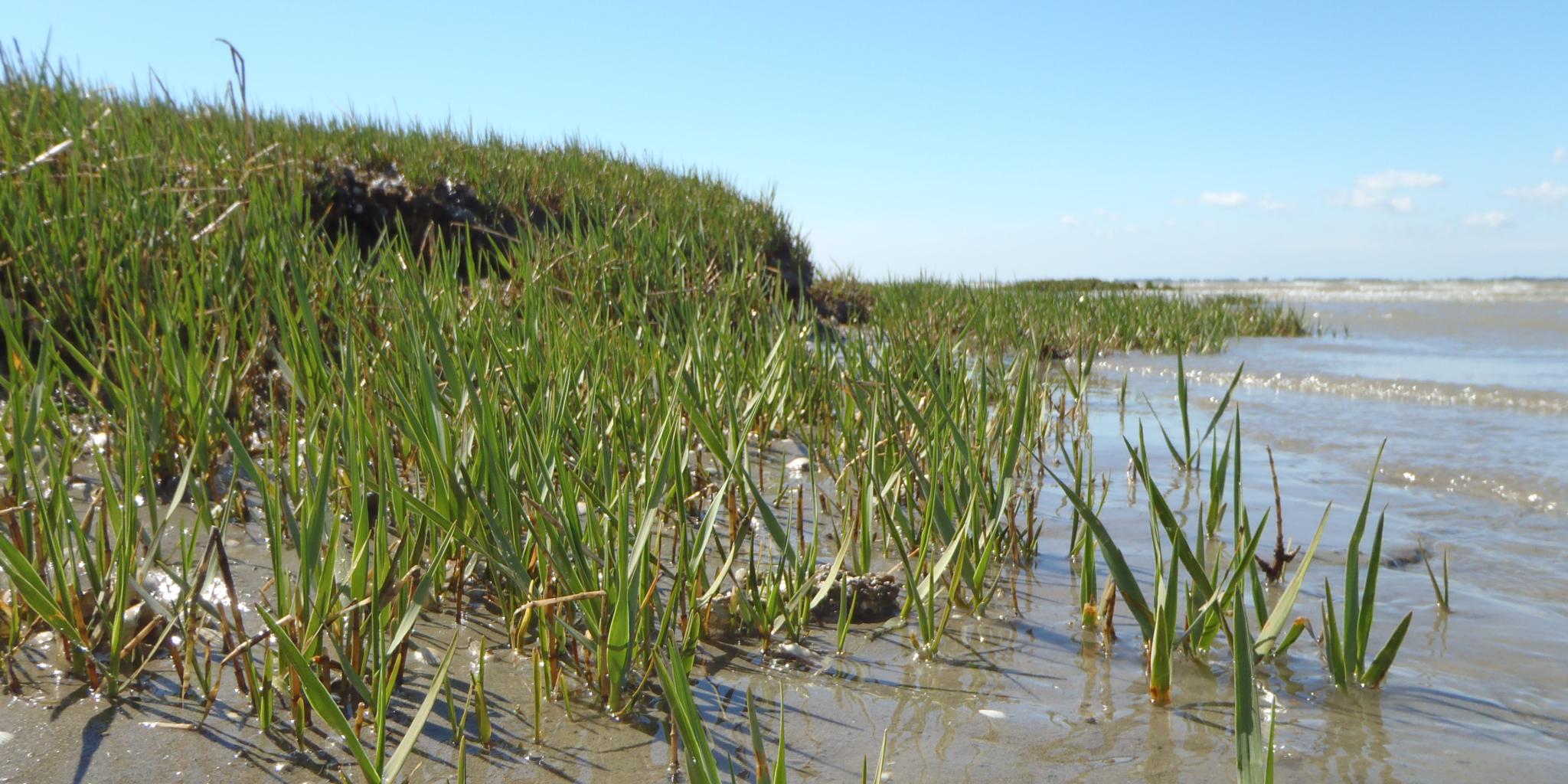 Green cordgrass grows on a tidal mudflat along the edge of a salt marsh, partially surrounded by shallow seawater.