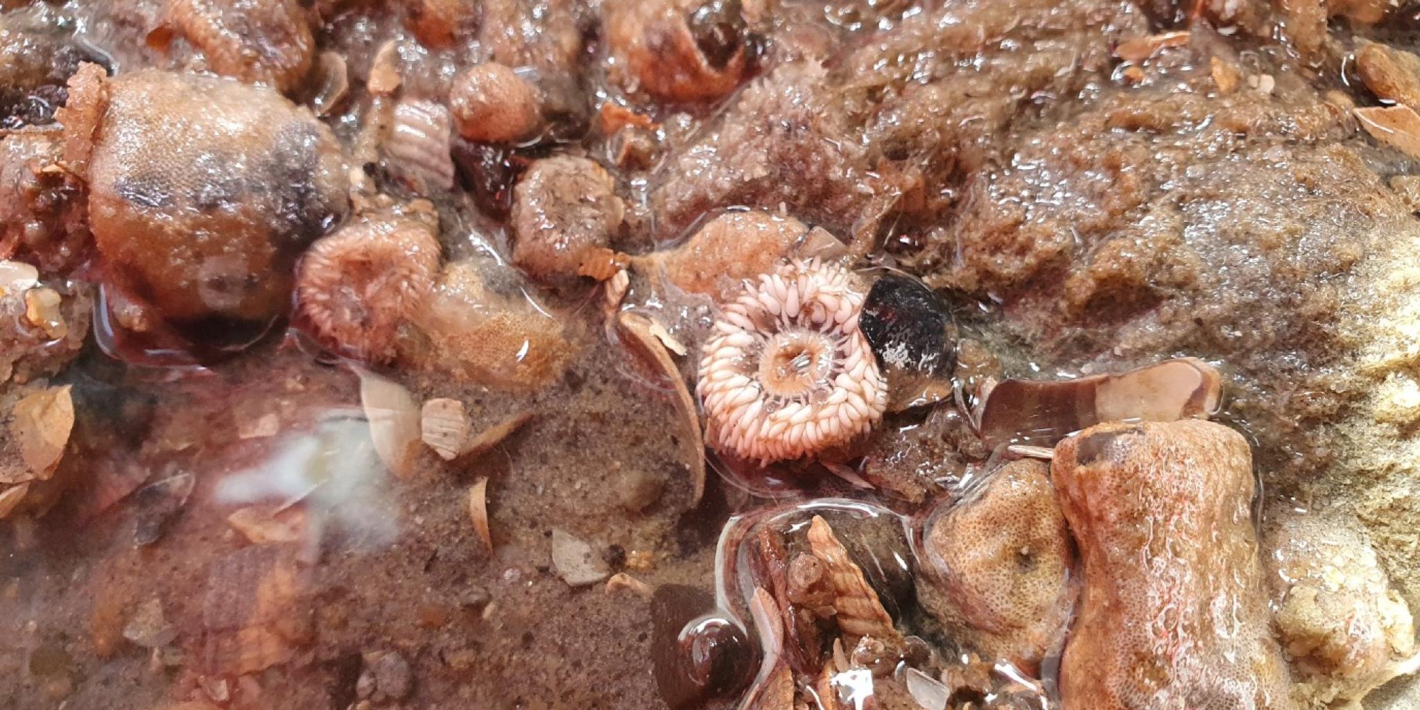A close-up view of a Wadden Sea tidal pool showing a variety of small marine organisms on the seabed, including encrusting sponges, shell fragments, and a circular, flower-like invertebrate, illustrating the area’s rich species diversity.