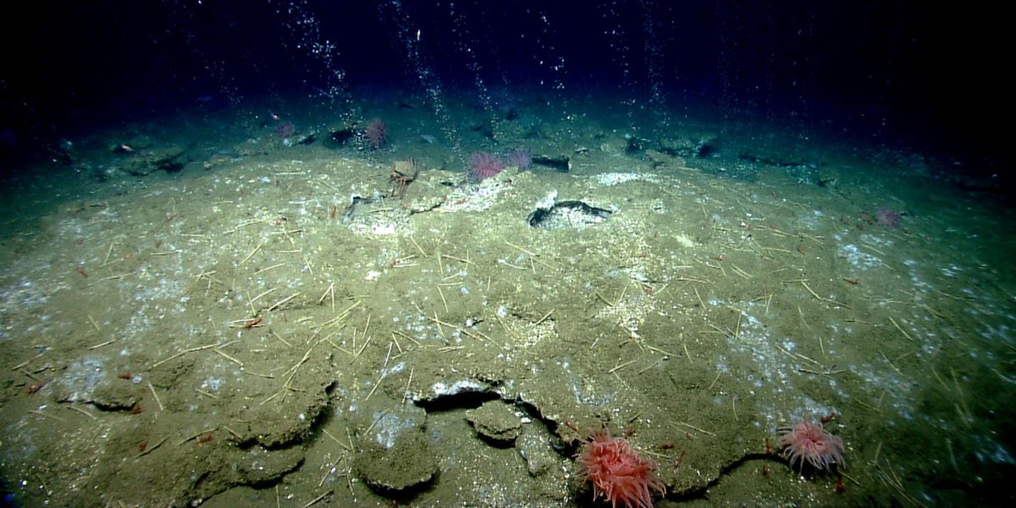 Diepzeekoudwateruitstroming op de West-Atlantische zeebodem, met methaan borrelt omhoog vanuit het sediment. Bleekwitte microbiële matten, verspreide buisvormige structuren, garnalen en enkele roze anemonen zijn zichtbaar over de zachte, gebarsten zeebodem onder zwak blauw licht.