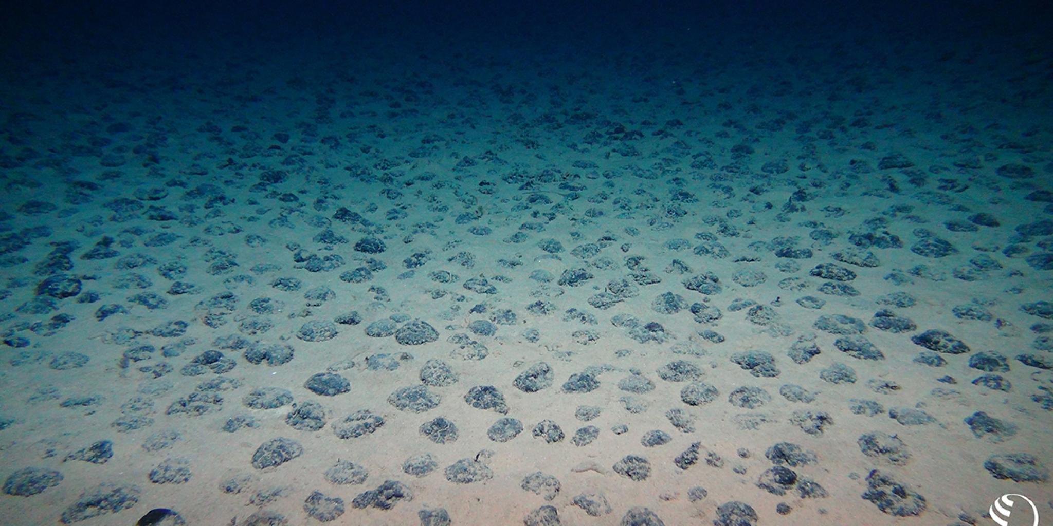 Black potato-sized tubers on the seabed.