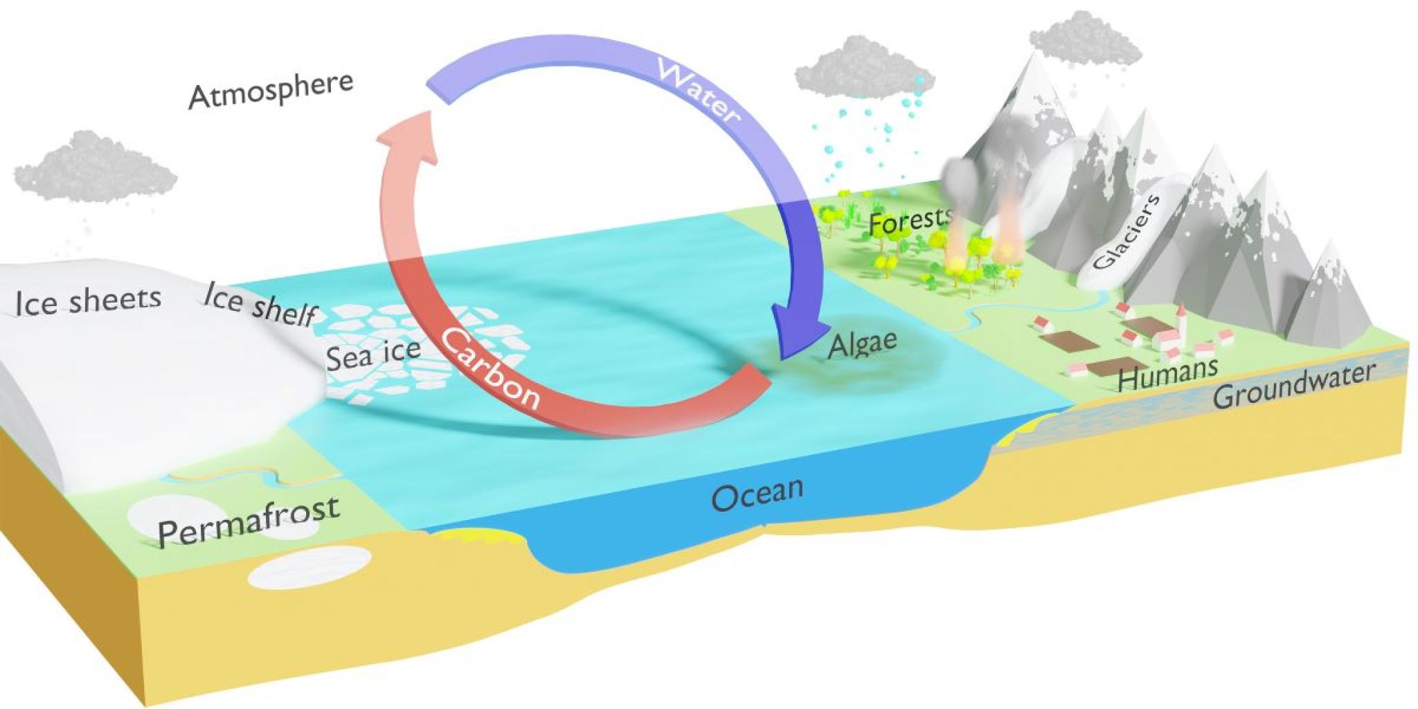 Geïllustreerde doorsnede van een aardsysteem met ijskappen, zee-ijs, permafrost, oceaan, bossen, gletsjers, mensen en grondwater. Een grote cirkelvormige pijl stelt de kringloop voor van water (blauwe pijl) en koolstof (rode pijl) tussen de atmosfeer, oceaan en land, met algen als sleutelcomponent in de uitwisseling.
