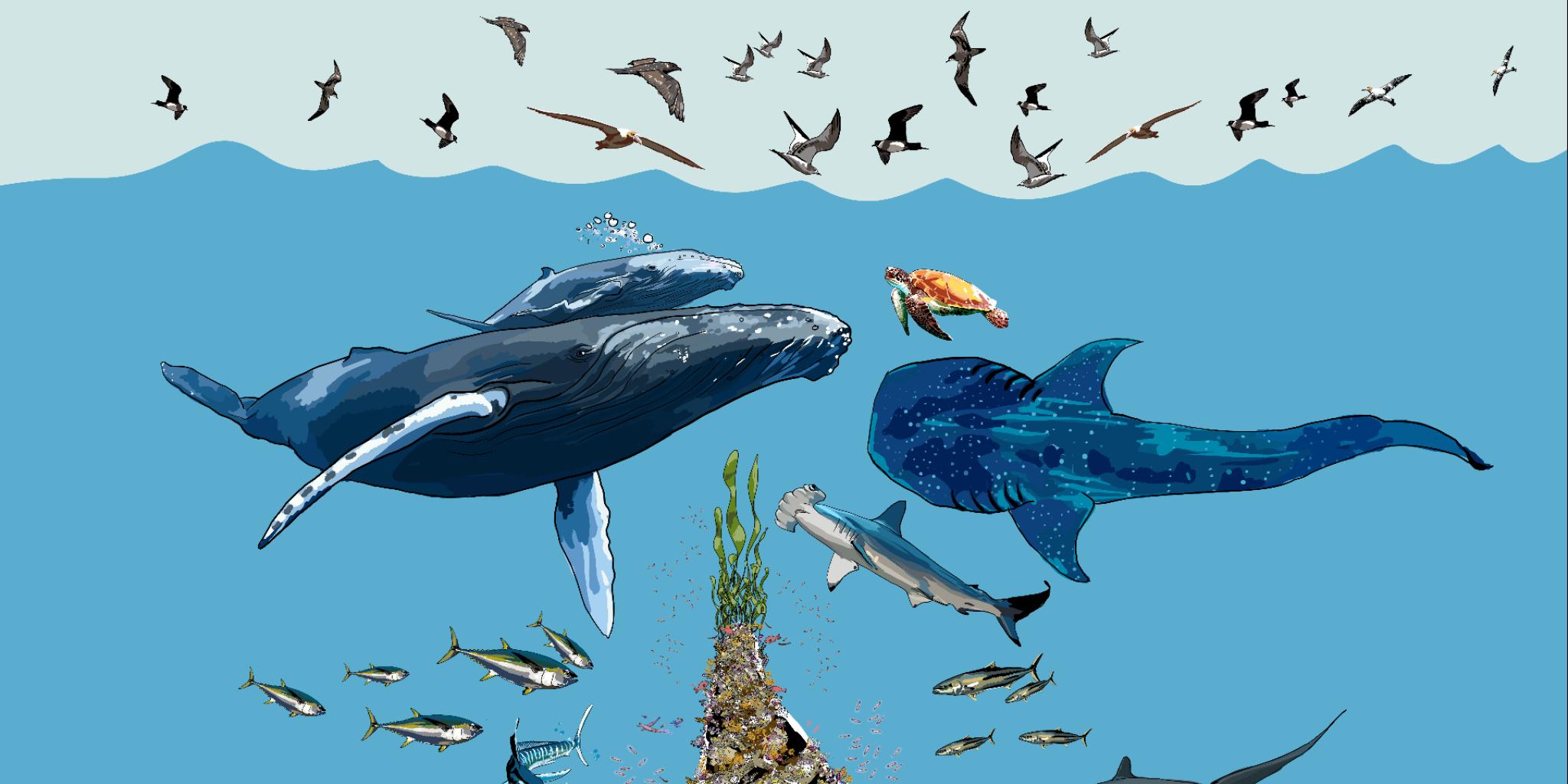 Artist impression of a coldwater coral on a seamount, showing the impact on fish, cetaceans and birds.