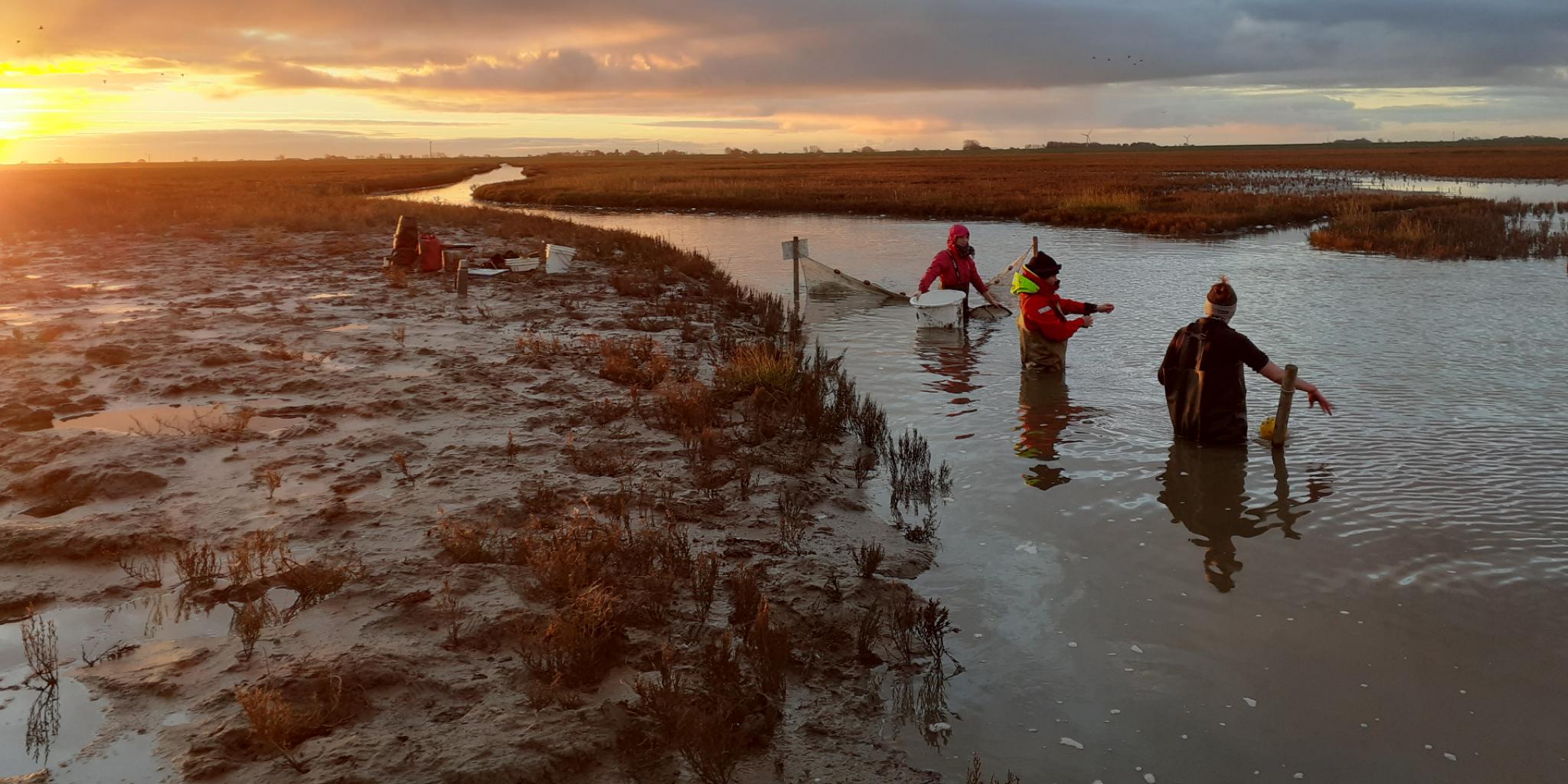 Researcher Hannah Charan-Dixon with her team at work in the salt marshes.