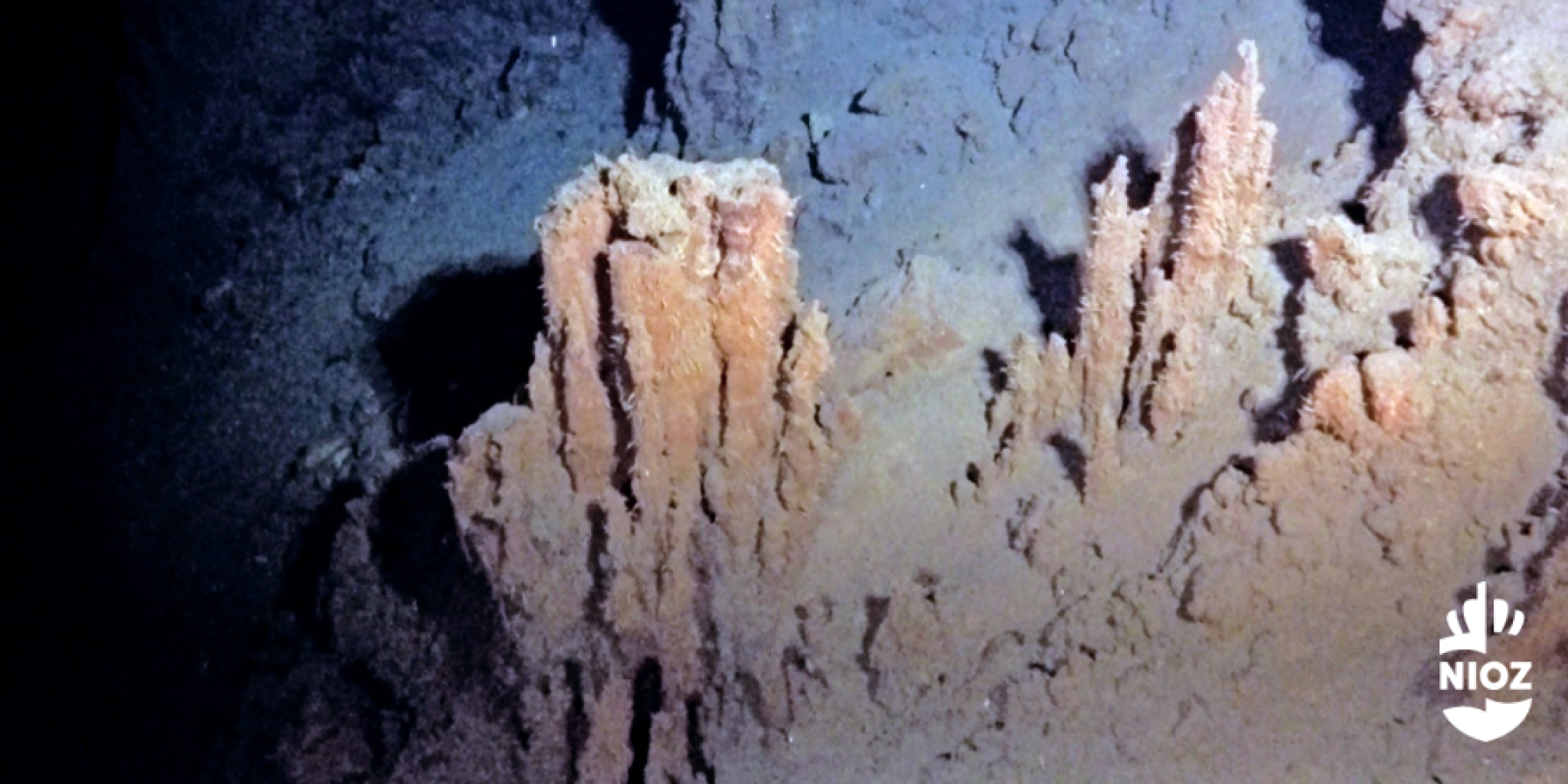 A deep sea ecosystem, around an inactive hydrothermal vent. There is still a lot unkown about the impact of deep sea mining on these types of ecosystems