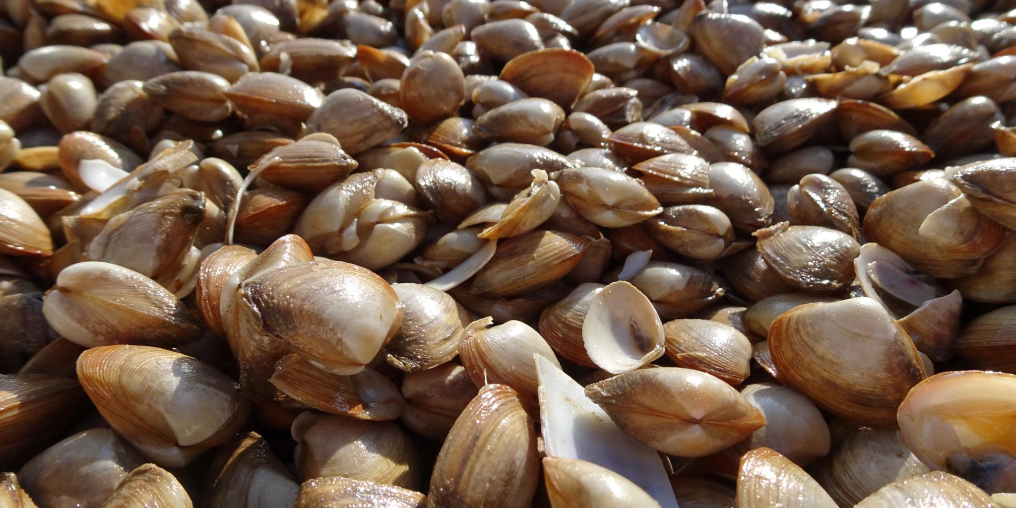 Cut through shell (Spisula subtruncata). (photo: Jetze van Zwol)
