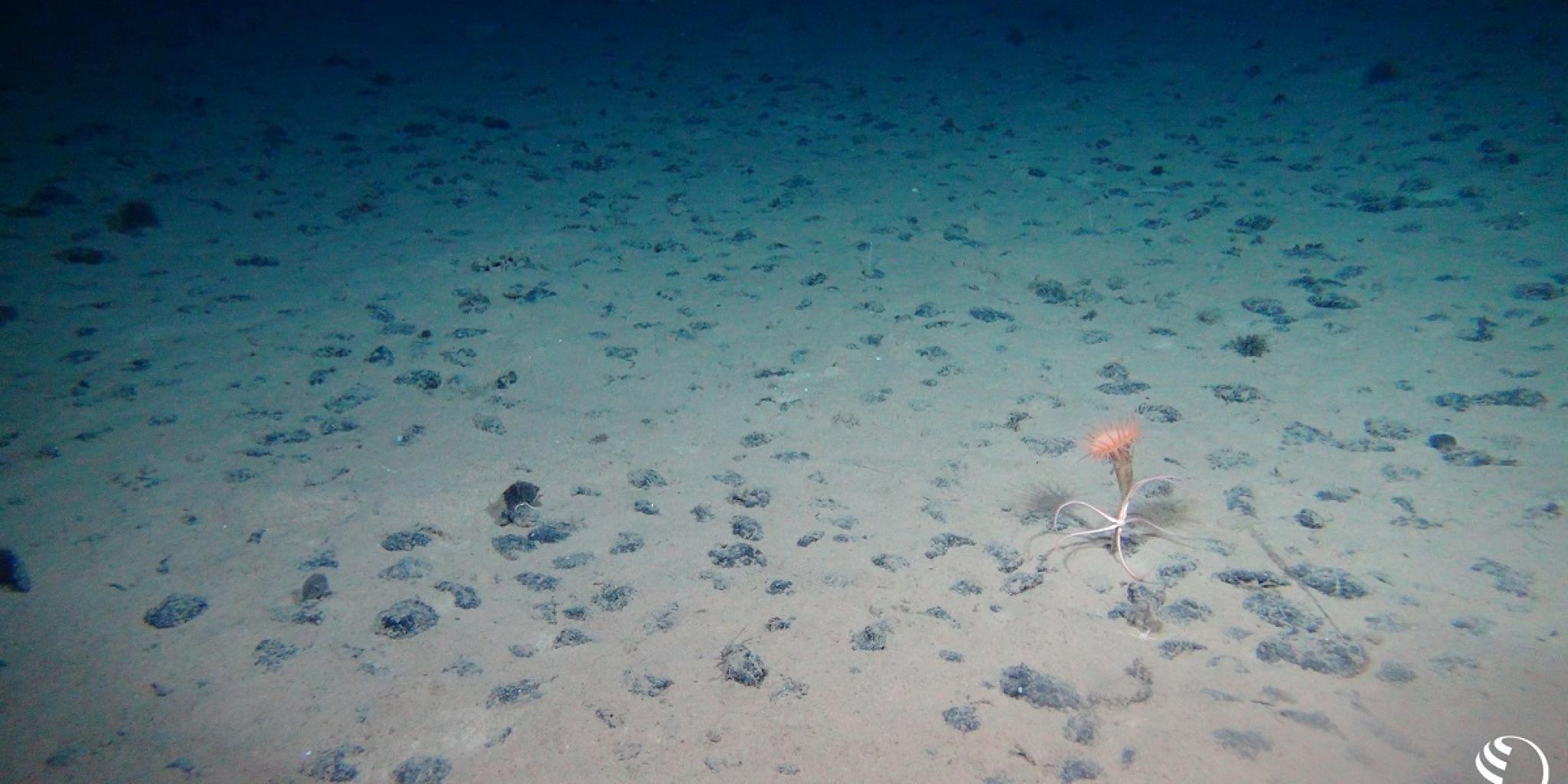 small anemone on the sea floor