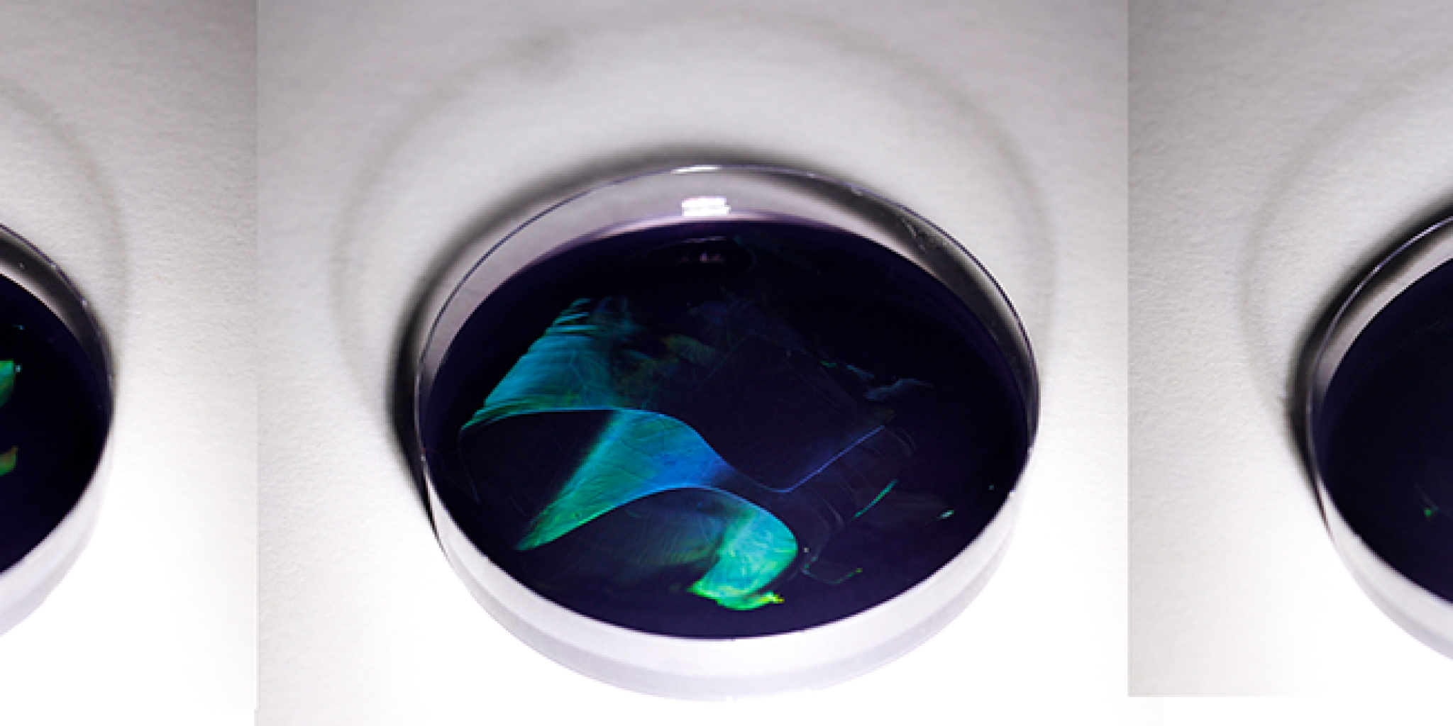 Irisering in kolonies van de mariene bacterie Muricauda ruestringensis groeiend op agar, gezien vanuit drie verschillende hoeken. Dit werkt op een vergelijkbare manier als de optica van de veren van een pauw. Foto: Colin Ingham, Hoekmine BV.
