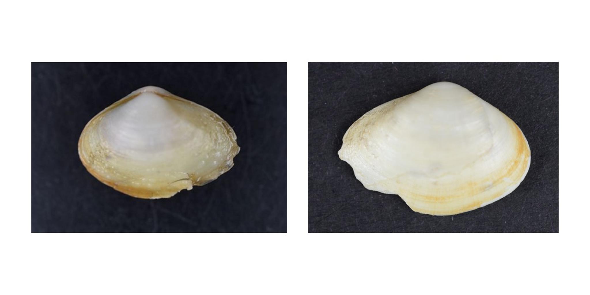 Potamorcobula amurensis (16,92 mm), linkerfoto: linkerklep, iets kleiner dan de rechterklep. Rechterfoto: rechterklep (foto: NIOZ)