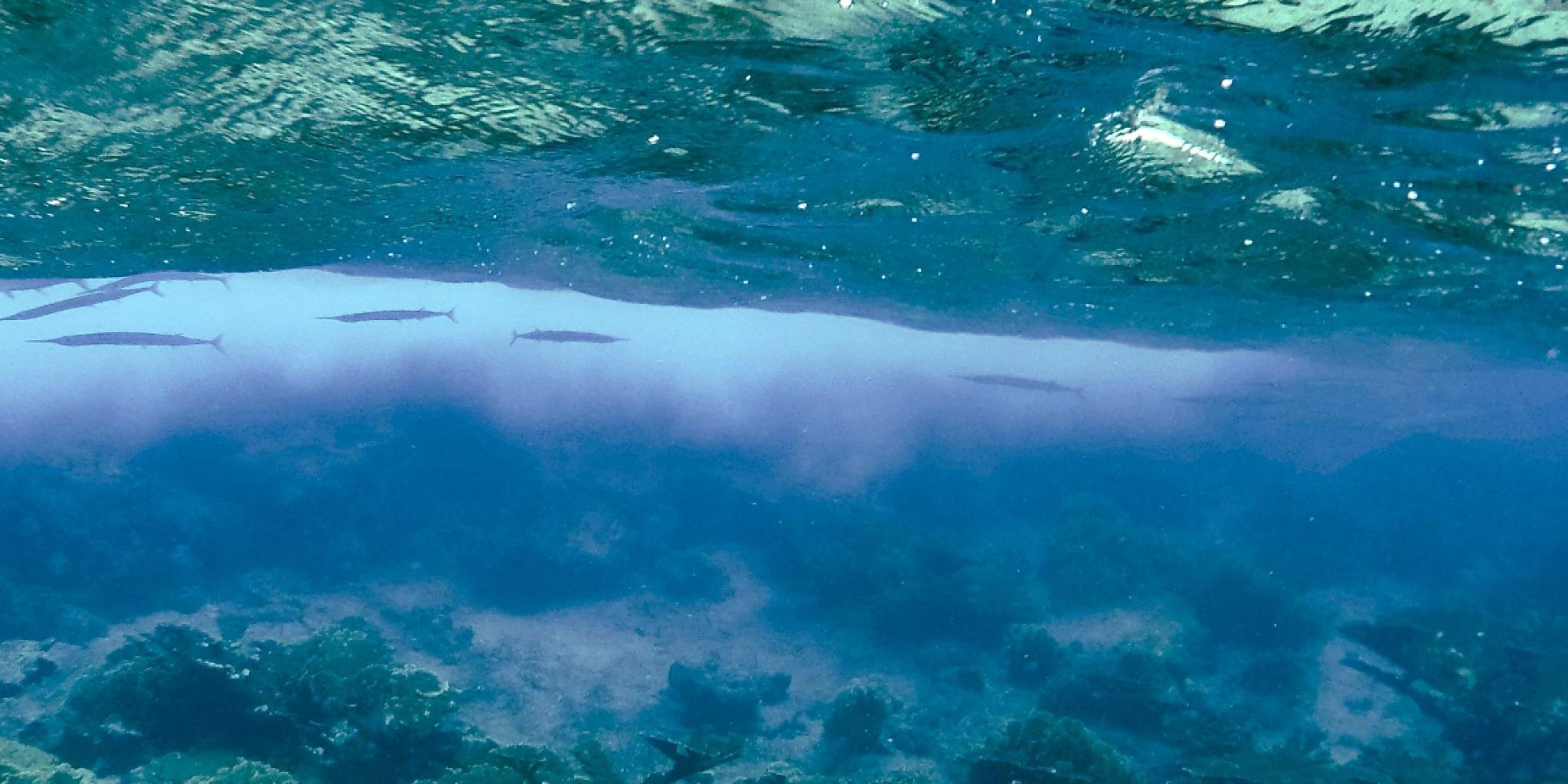 Underwater view of a redfin needlefish near Curaçao, swimming just below the water surface.Underwater view of a redfin needlefish near Curaçao, swimming just below the water surface.