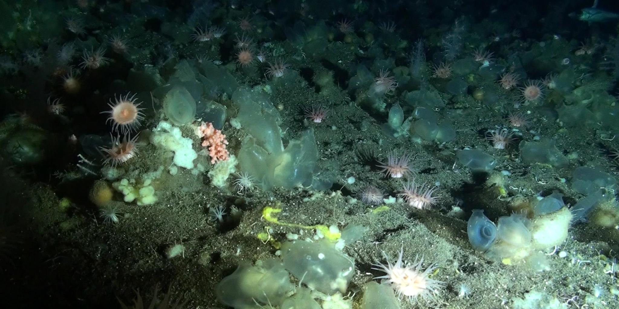Deep sea at 600m depth Mid Atlantic Ridge showing coral (photo: NIOZ)