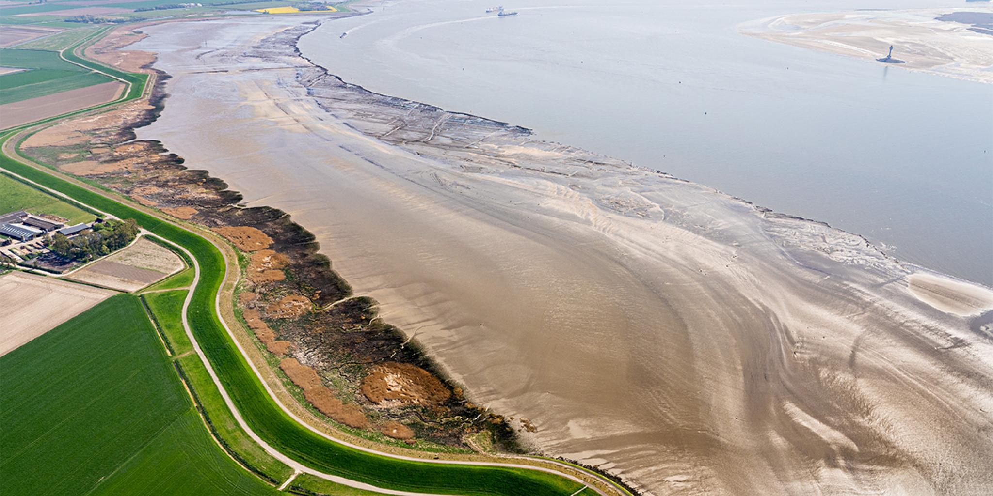 Zoutmoerassen in de Westerschelde, bij Rilland.