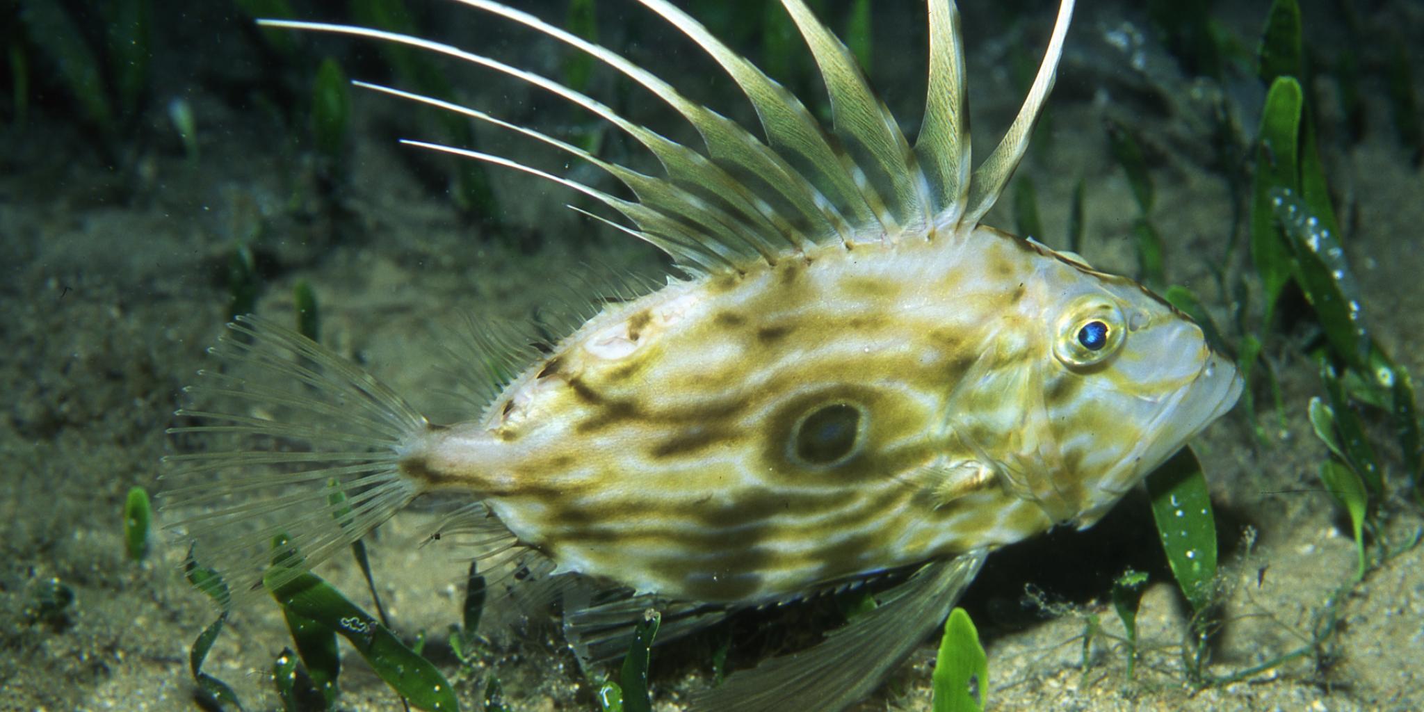 Striped fish with long spines swimming just above the seabed among seagrass.