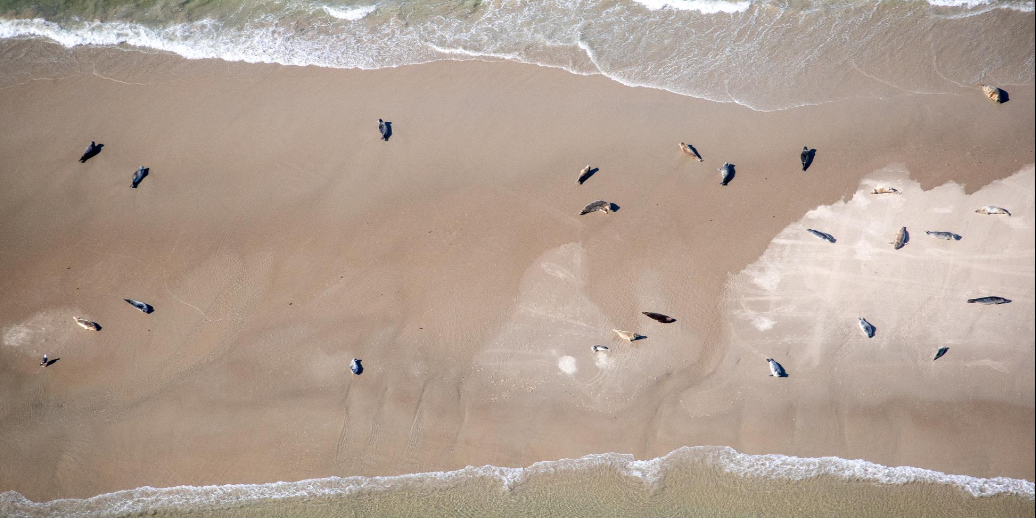 Seals on a beach seen from above.