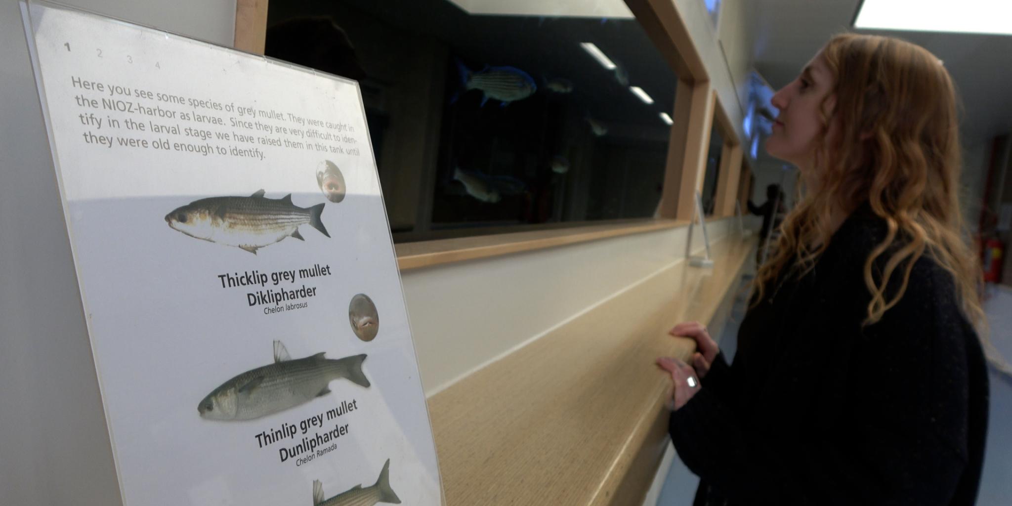 Jena Edwards kijkt naar het NIOZ aquarium