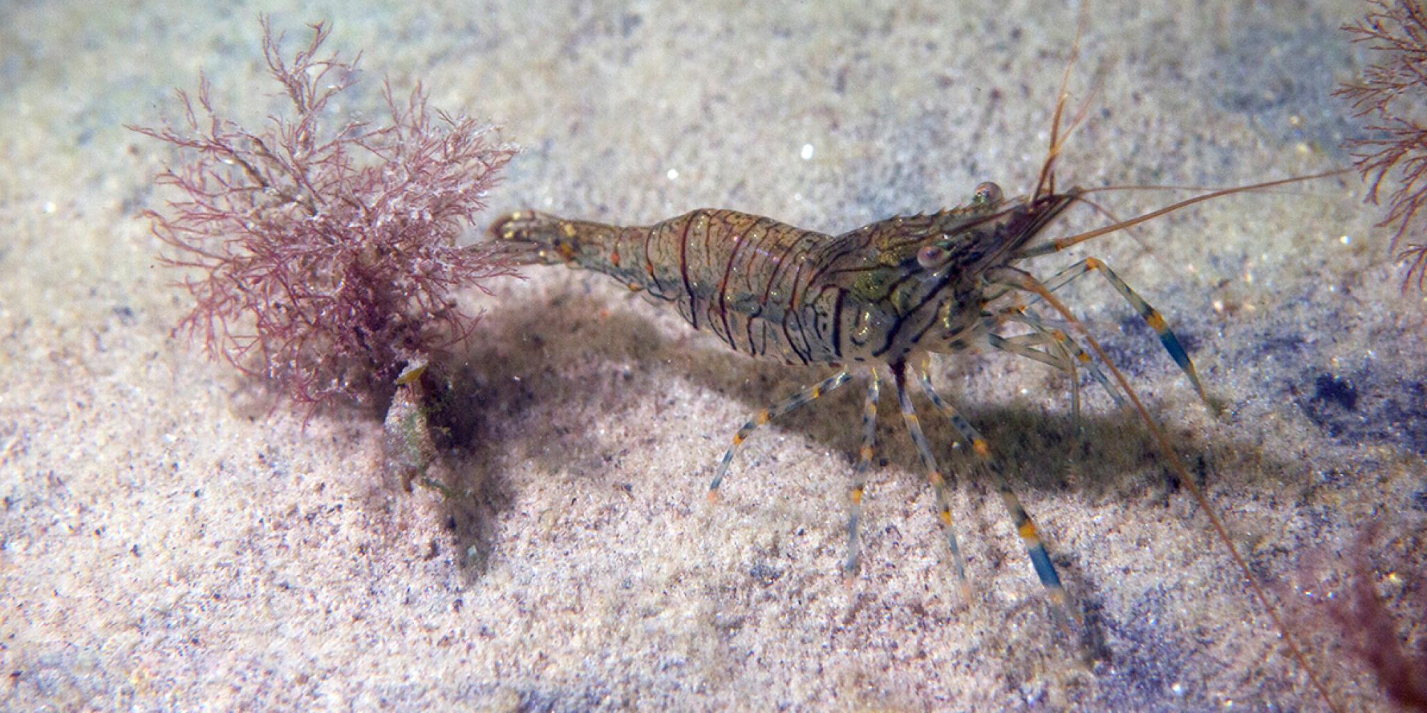 Picture of a shrimp at the bottom of the sea.
