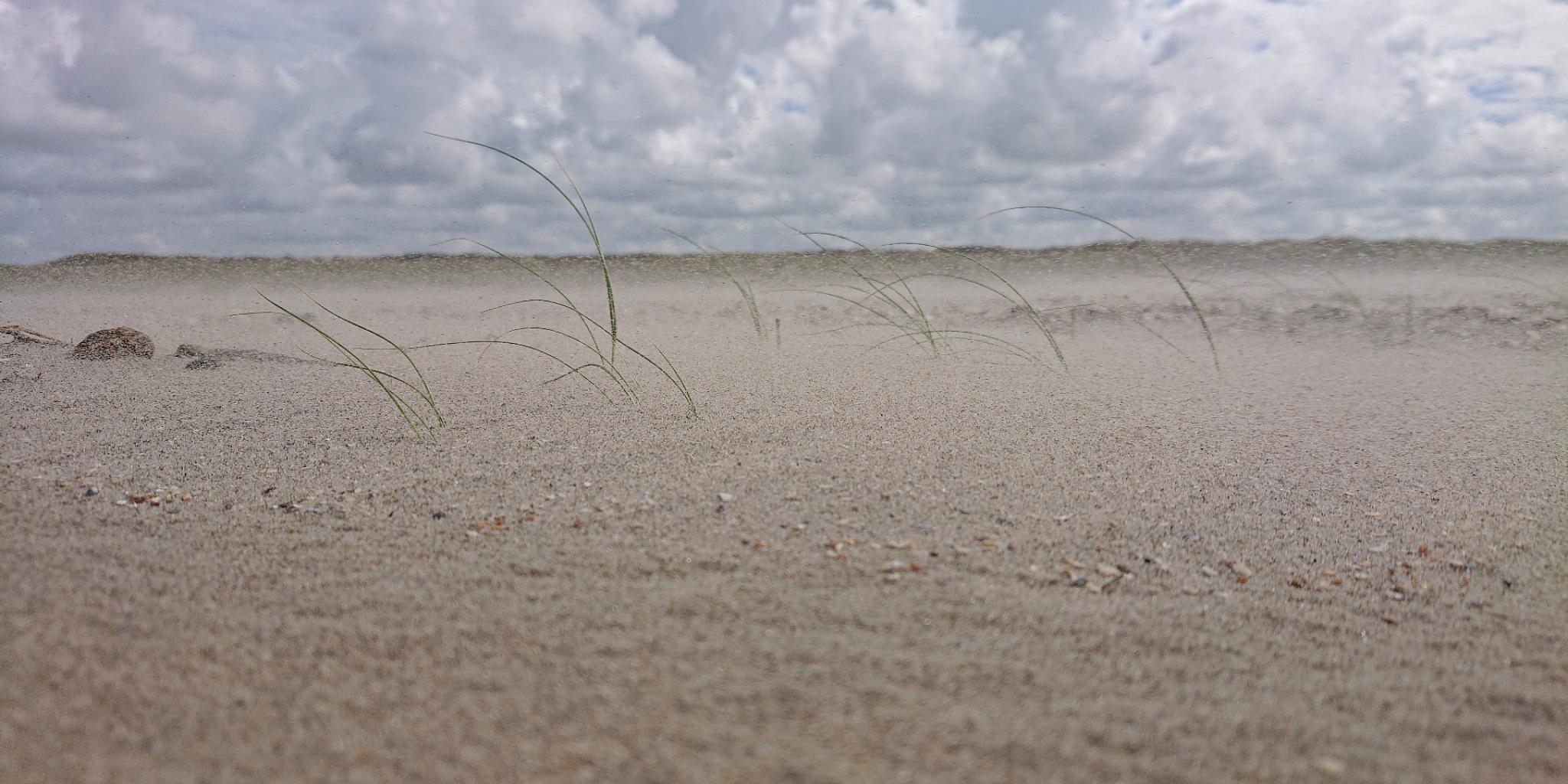 Young marram grass individuals on the beach, Texel.