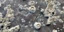 Close-up of barnacles attached to a rock surface in the Wadden Sea. The barnacles appear in clusters, with their ridged white shells tightly packed together
