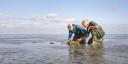 Two researchers kneeling on a mudflat, where they are installing a basket-like object on the mud. This is a 3D printed artificial reef