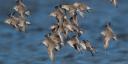 Flying red knots