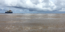 Large floating field of Sargassum in the Atlantic Ocean with research vessel RV Pelagia in the background under dark clouds.