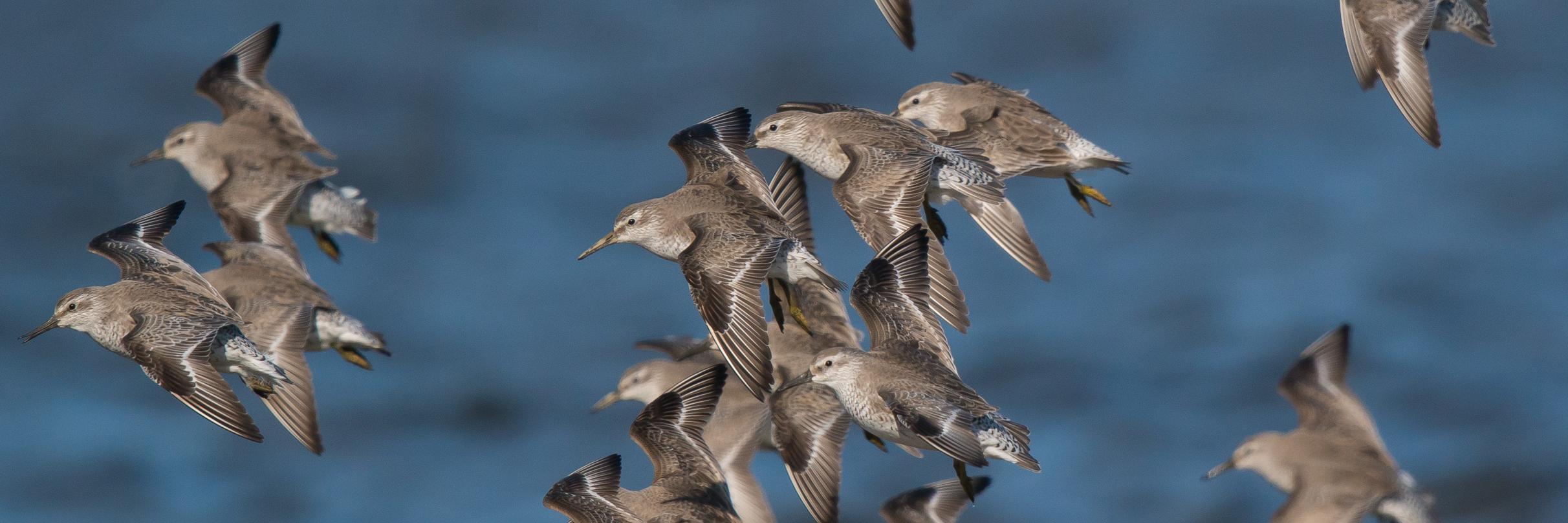 Flying red knots