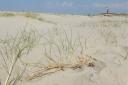 Mooie wandeling voor de vuurtoren: We hebben een deel van de wortels en wortelstokken blootgelegd om te zien hoe deze zandkruipplant over het strand van Texel groeit (foto: Carlijn Lammers)