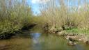 A narrow river or creek flanked by densely packed willow trees in a floodplain forest. The water reflects the trees and sky above.
