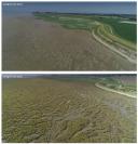 Sandy mudflats in 2021, overgrown salt marshes in 2022