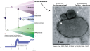 Links de stamboom ban het leven, rechts een microscoop-beeld van eencellige symbionten